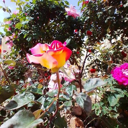 Orgaz Las/Rosas מראה חיצוני תמונה