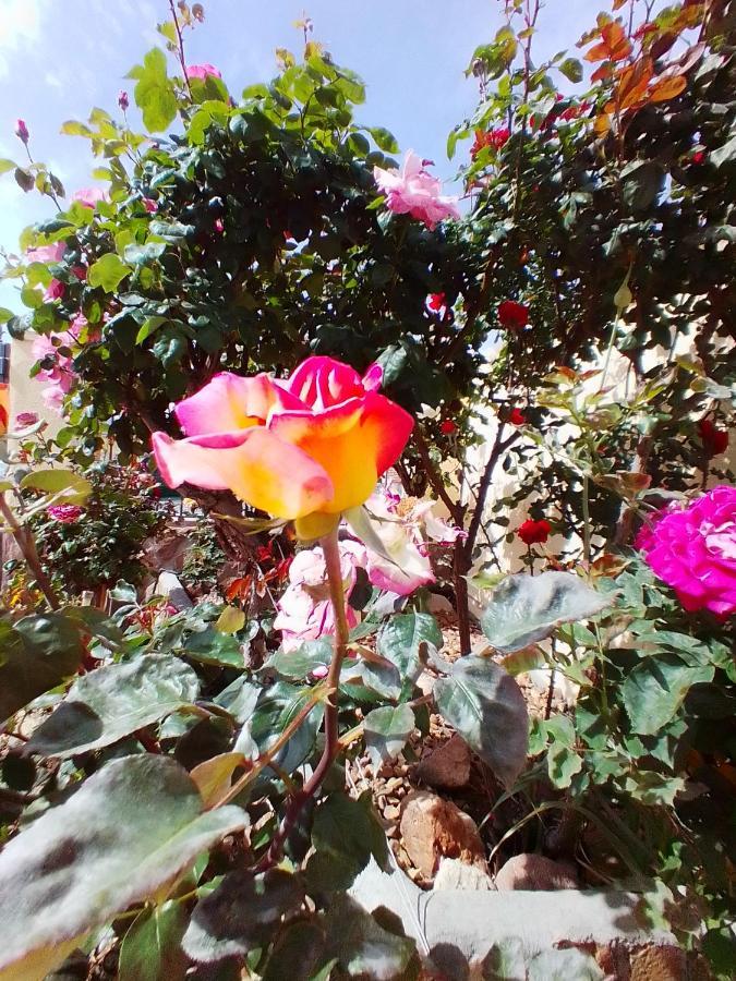 Orgaz Las/Rosas מראה חיצוני תמונה